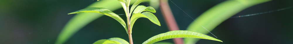 Comment utiliser l&rsquo;huile essentielle de lemongrass&thinsp;?