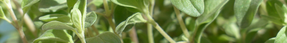 Comment utiliser l&rsquo;huile essentielle de marjolaine&thinsp;?