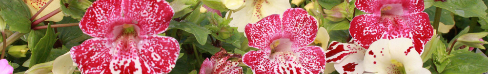 Quells sont les propri&eacute;t&eacute;s de la fleur de bach mimulus ?