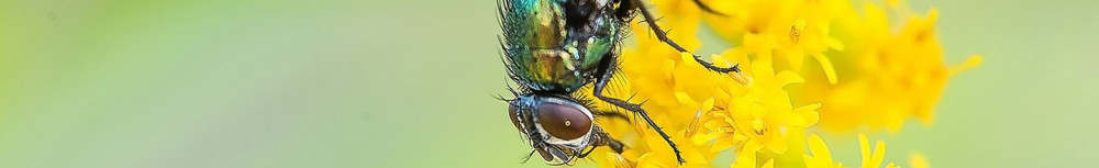 Comment &eacute;loigner les mouches avec des huiles essentielles&thinsp;?