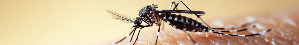 Combien de temps durent les bracelets &agrave; la citronnelle ?