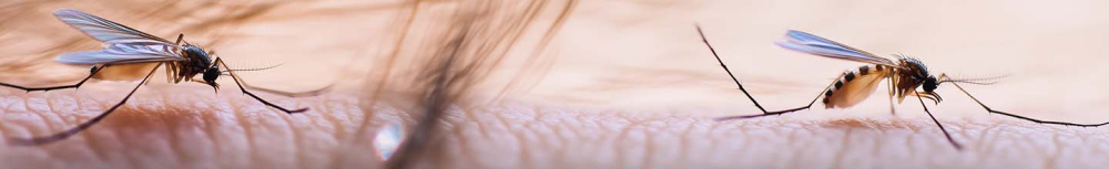 Quel insecte m'a piqu&eacute; la nuit dans le lit ?