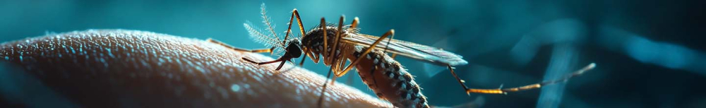 Quelles piq&ucirc;res d'insectes provoquent des d&eacute;mangeaisons ?