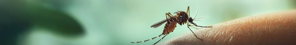 Quelles piq&ucirc;res d'insectes ressemblent &agrave; des boutons ?