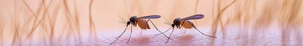 Comment savoir par quoi on a &eacute;t&eacute; piqu&eacute; ?