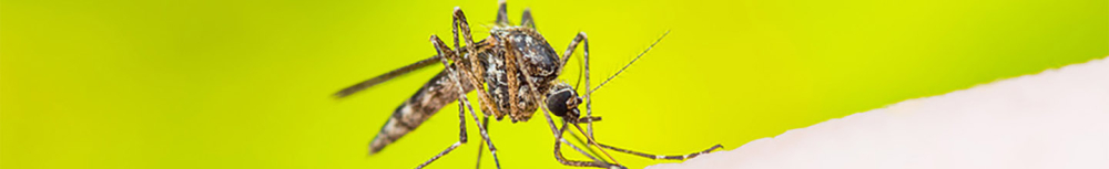 Quelles huiles essentielles choisir contre les insectes et parasites ?