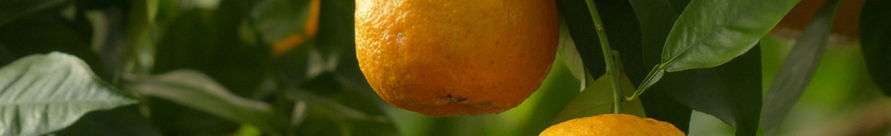 Comment utiliser l&rsquo;huile essentielle de neroli ?