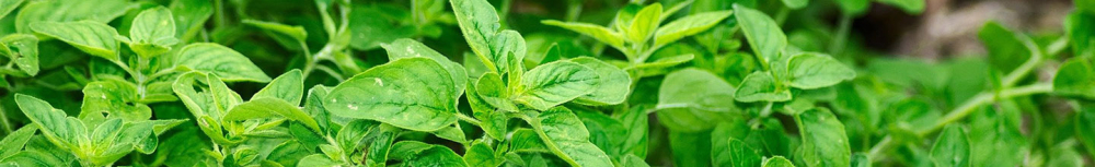 Comment utiliser l&rsquo;huile essentielle d'origan ?