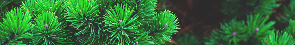 Comment utiliser l&rsquo;huile essentielle de pin sylvestre&thinsp;?