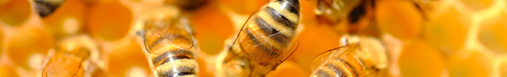 Que faut-il savoir sur la propolis ?