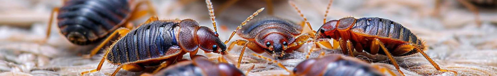 Comment choisir un r&eacute;pulsif tique ?