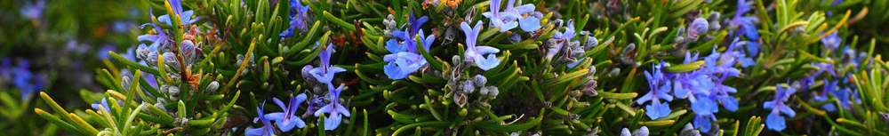 Comment utiliser l'huile essentielle de romarin ?