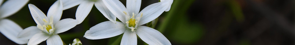 Quelles sont les propri&eacute;t&eacute;s de la fleur de bach star of bethlehem ?