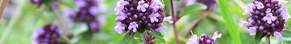 Comment utiliser l&rsquo;huile essentielle de thym&thinsp;?