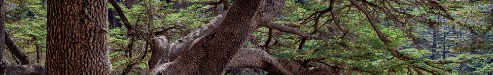 Comment utiliser l'huile essentielle de c&egrave;dre ?
