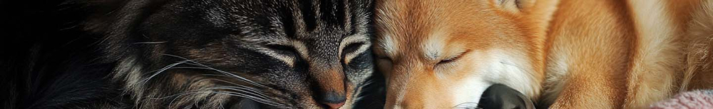 Quand donner cachet puce chat ?