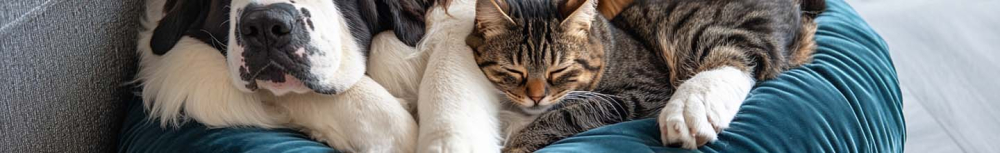 Est-ce que le collier anti-puce tue les puces ?