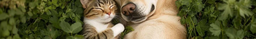 Quels sont les sympt&ocirc;mes de l'arthrose chez le chien ?