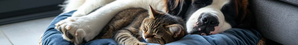 Quels sont les sympt&ocirc;mes d'un chat qui a des vers ?