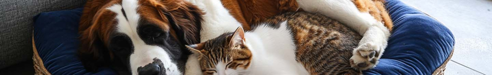 Quand Faut-il donner du vermifuge au chat ?