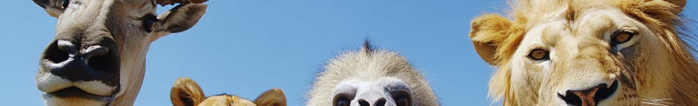 Comment se d&eacute;barrasser des puces dans la maison rem&egrave;de de Grand-m&egrave;re ?