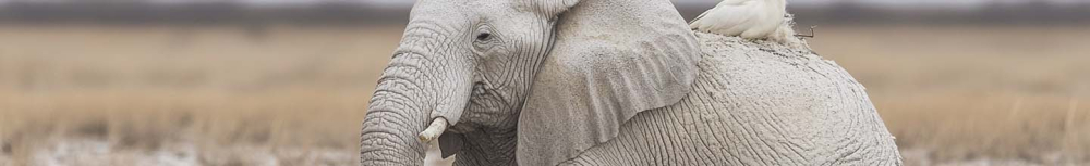 Comment se d&eacute;barrasser des puces sur un chien recette de Grand-m&egrave;re ?