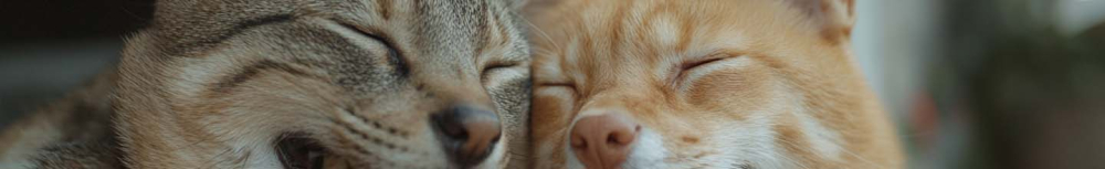 Comment fonctionne le cachet Anti-puce chien ?