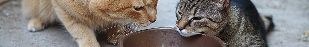 Quel est le traitement le plus efficace contre les puces ?