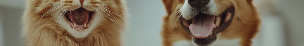 Quels sont les meilleurs colliers anti puces ?