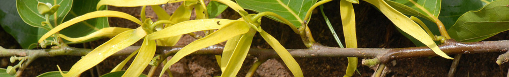 Comment utiliser l&rsquo;huile essentielle d&rsquo;ylang-ylang ?