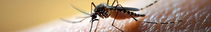 Comment ne pas se faire piquer par un moustique la nuit ?