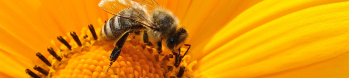 Quelle propolis pour la peau ?