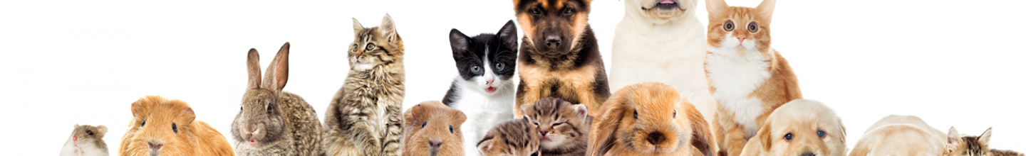 Animal stress&eacute;