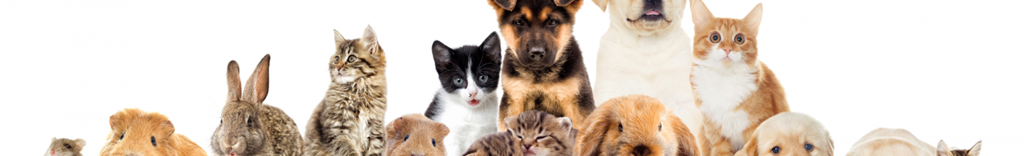 Vermifuge v&eacute;t&eacute;rinaire