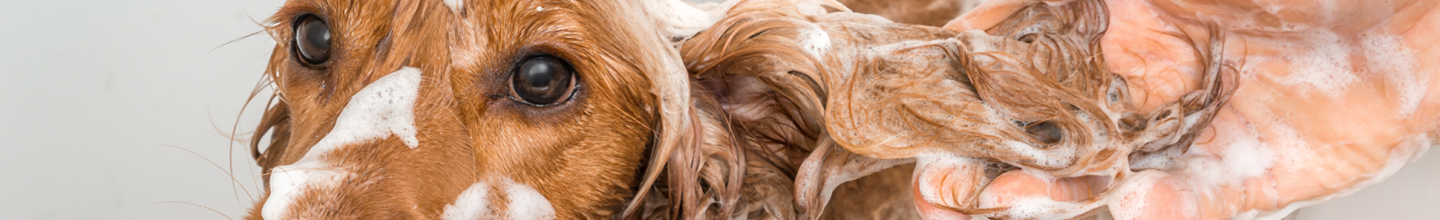 Shampoing v&eacute;t&eacute;rinaire