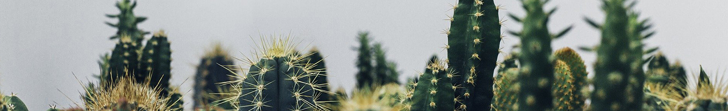 Insectes et parasites