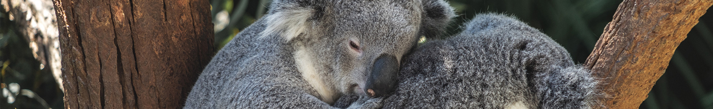 V&eacute;t&eacute;rinaire