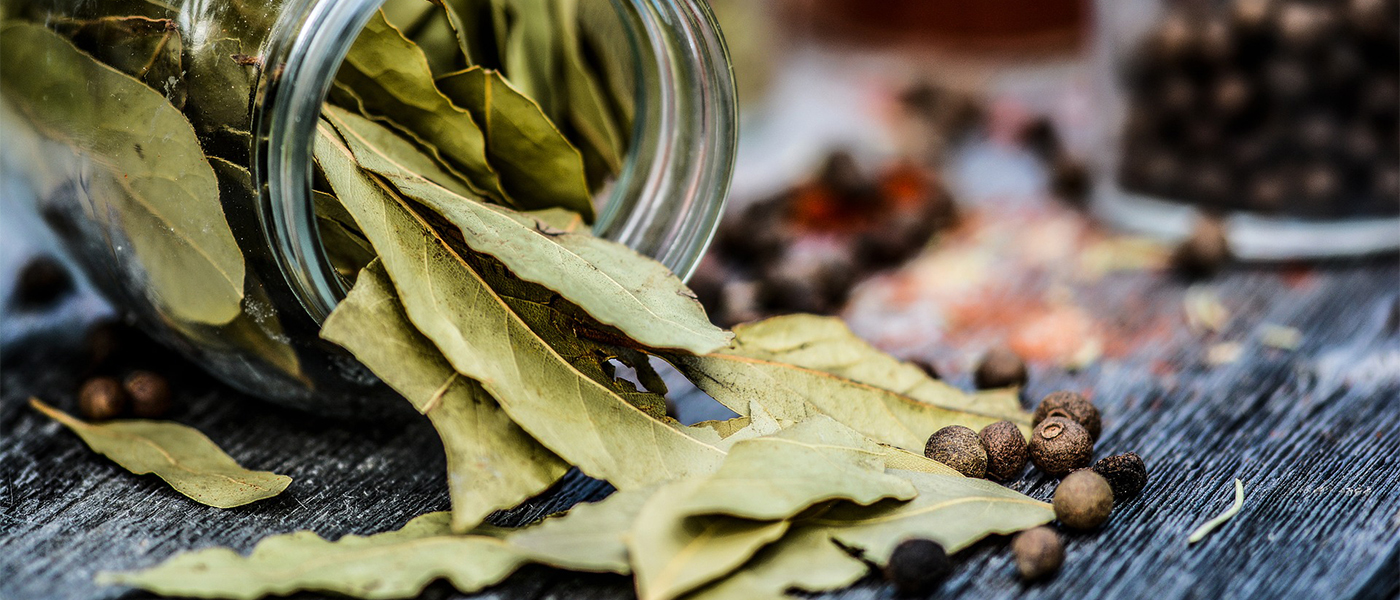 feuille de laurier feuille de laurier