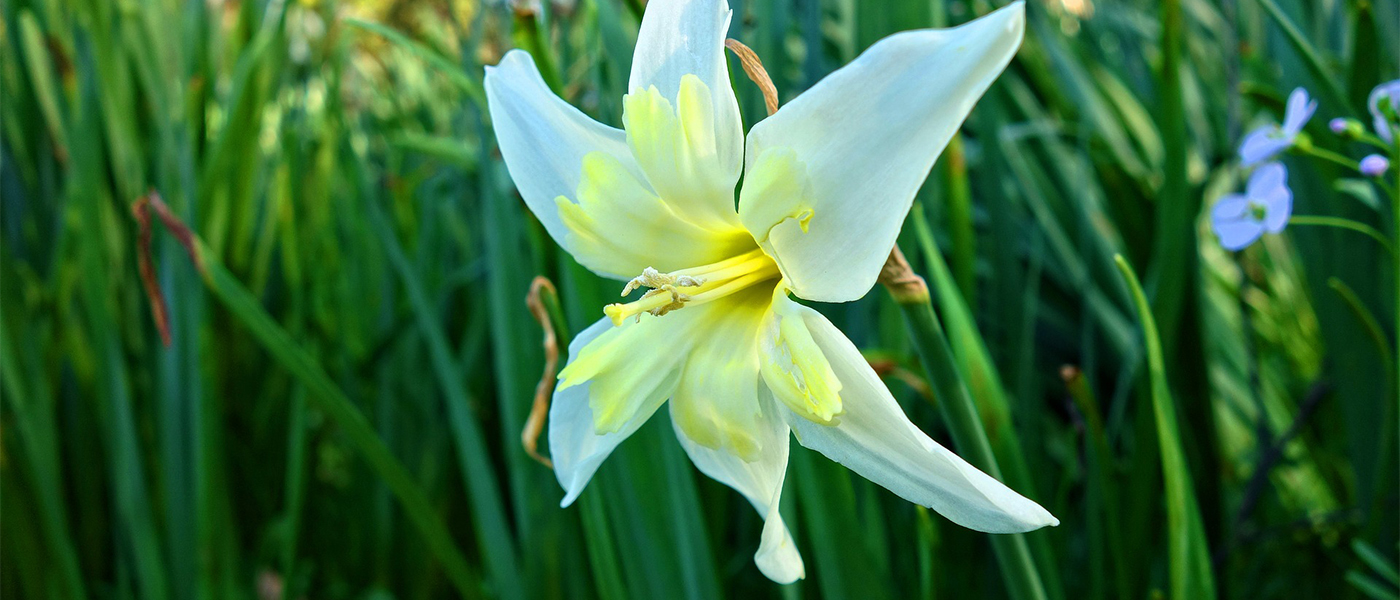 fleur satr of bethlehem 