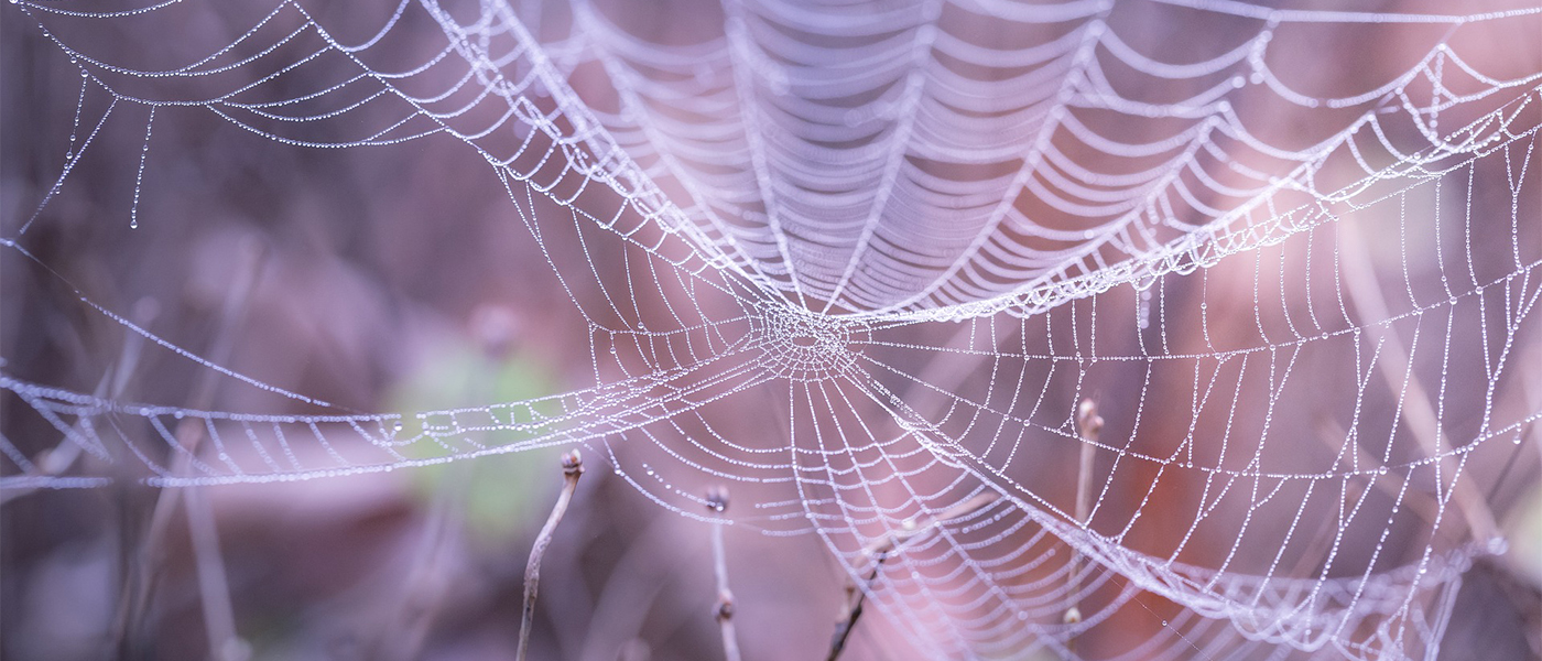 toile d'araign&eacute;e