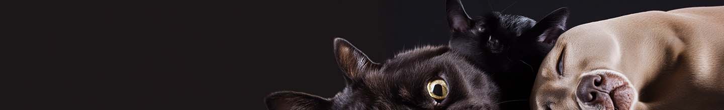 Comment faire un produit anti puce pour chien ?