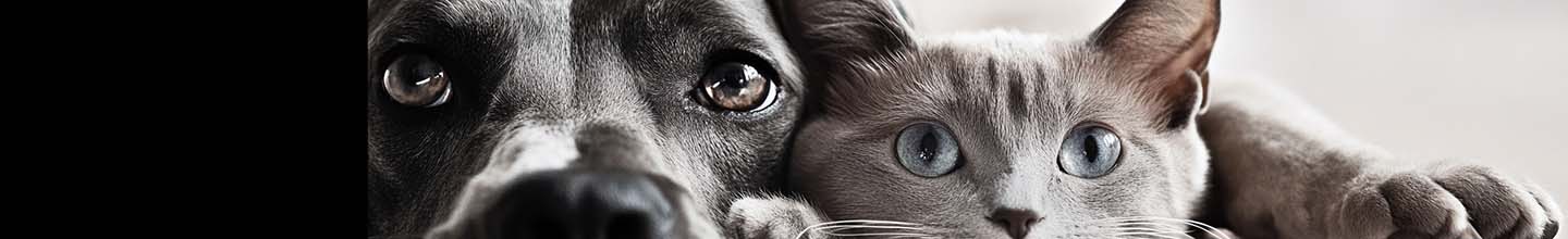 Comment faire partir les puces sur un chat naturellement ?