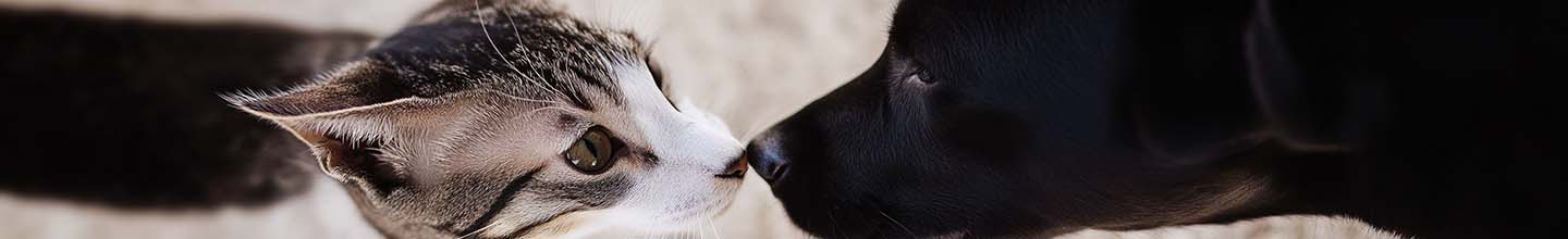 Quel fr&eacute;quence vermifuger chien adulte ?