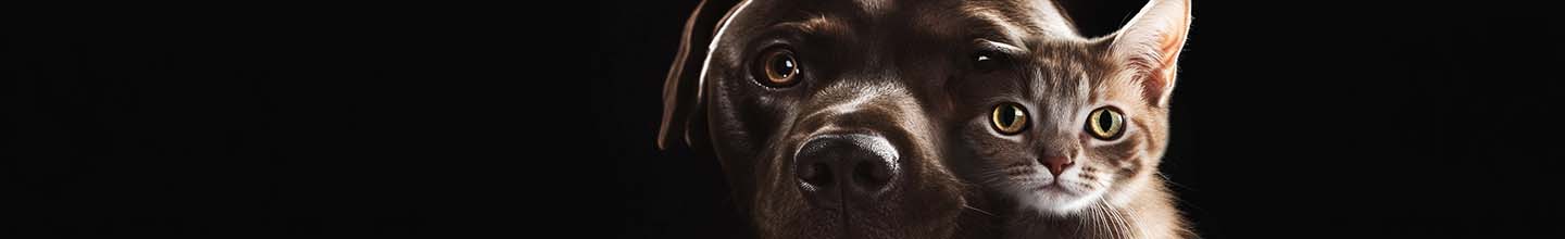 Pourquoi mon chat a des puces alors qu'il ne sort pas ?