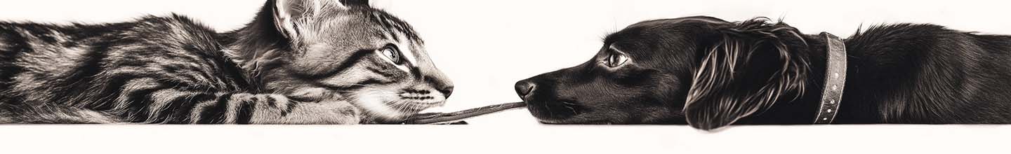 Puis-je caresser mon chat après un traitement contre les puces ?