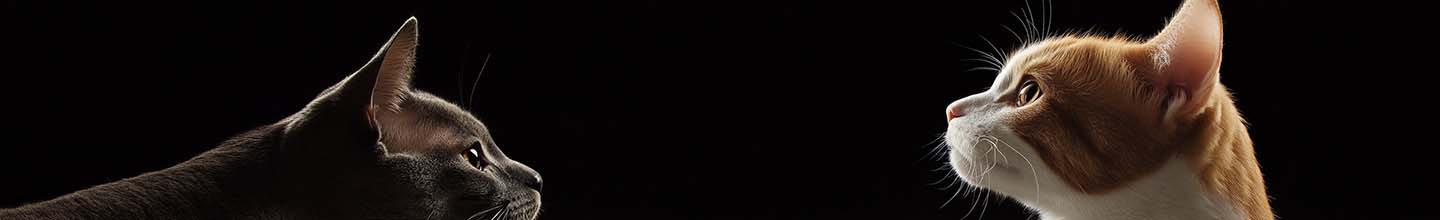 Quelle est la p&eacute;riode des puces pour les chats ?