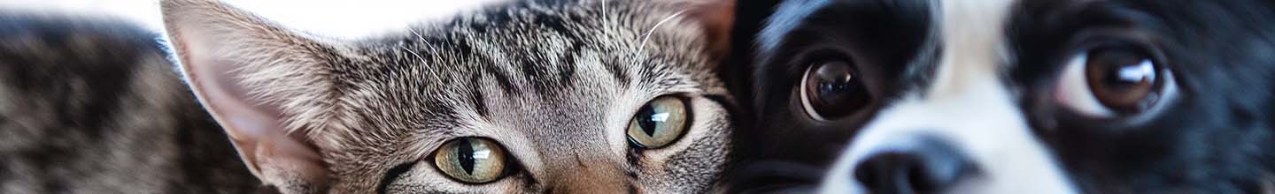 Combien de temps dure le shampoing anti-puces sur les chats ?