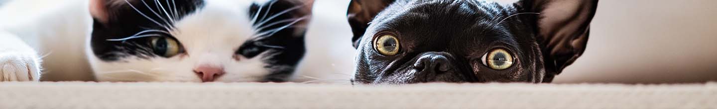 Comment tuer les puces sur un chat ?