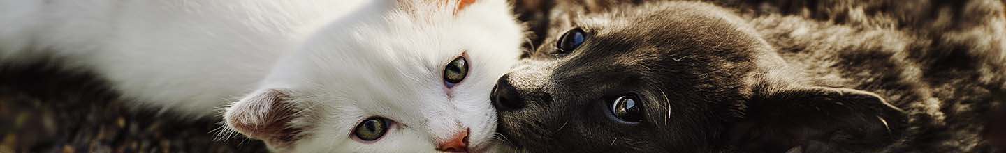 Combien de temps les bombes anti-puces fument-elles ?