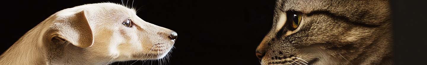 Quel est l Antipuce le plus efficace ?